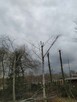 Wycinka i pielęgnacja drzew - arborysta - 4