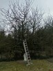 Wycinka i pielęgnacja drzew - arborysta - 3