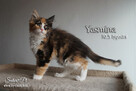 Maine Coon - kocięta, rodowód WCF - 7