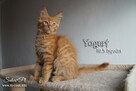 Maine Coon - kocięta, rodowód WCF - 6
