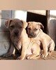Sprzedam szczeniaki pitbull pit Bull ( nie amstaff ) - 2