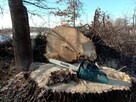 Wycinka drzew, pielęgnacja ogrodów - 8