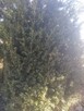 sprzedam tuje wys. 8-11 mterow - 3