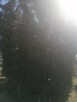 sprzedam tuje wys. 8-11 mterow - 4
