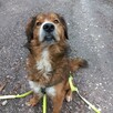 SZuka domu 4etni ReD 19kg za darmo, do adopcji - 8