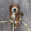 Podaruj dom Redowi, piękny 4letni pies szuka domu - 6