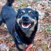 Do adopcji Króliczek psiak 2letni, 10kg, do dzieci