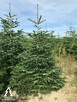 Jodła kaukaska Choinki Hurtowo 80-300 cm Wielkopolska - 5