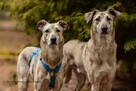 Do wspólnej adopcji, Chibo i Chana, mix chart, 4letnie