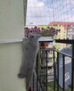 Siatka na balkon dla kota/przeciw ptakom Zestaw 3x7m - 4