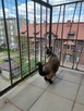 Siatka na balkon dla kota/przeciw ptakom Zestaw 3x7m - 2