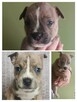 Sprzedam szczeniaki rasy AMSTAFF - 1