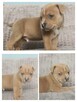 Sprzedam szczeniaki rasy AMSTAFF - 2