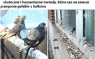 Siatka na balkon dla kota/przeciw ptakom Zestaw 3x7m - 5