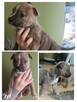 Sprzedam szczeniaki rasy AMSTAFF - 4