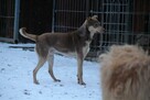 Edi ok 2 let.psiak czeka na kochający dom Iłża - 3