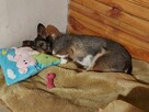Łódź i okolice, cała PL, poszukiwana mała sunia FLORA - 12