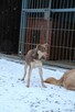 Edi ok 2 let.psiak czeka na kochający dom Iłża - 7