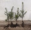 Tuja Thuja brabant 100cm świerk srebrny, jodła kaukaska - 4