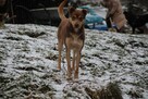 Edi ok 2 let.psiak czeka na kochający dom Iłża - 2