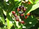 Laurowiśnia - różne odmiany - NOVITA, CAUCASICA, ETNA - 4