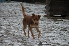 Edi ok 2 let.psiak czeka na kochający dom Iłża - 5