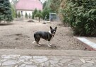 Łódź i okolice, cała PL, poszukiwana mała sunia FLORA - 14