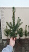 Tuja Thuja brabant 100cm świerk srebrny, jodła kaukaska - 5