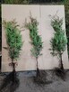 Thuja tuja brabant, świerk srebrny, jodła kaukaska - 3