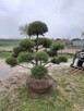 Bonsai sosna - 2