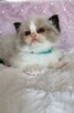 Kocięta Ragdoll - 4