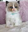 Kocięta Ragdoll - 5