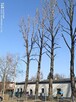 Przycinanie drzew - 4