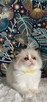Kocięta Ragdoll - 3
