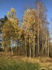Sprzedam las Nowogrod/lomzynskie - 2
