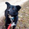 Do adopcji, małe psie cudo 3letni Rombik