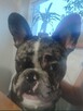 Buldog francuski - 4