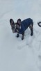 Buldog francuski - 6