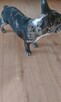 Buldog francuski - 5