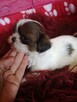 **Suczki**Szczenięta rasy SHIH TZU - 3