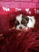 **Suczki**Szczenięta rasy SHIH TZU - 2