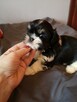 **Suczki**Szczenięta rasy SHIH TZU - 7