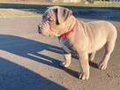 American Bully ABKC Szczeniaki - 5
