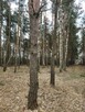 sprzedam działki leśne i rolne