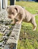 American Bully ABKC Szczeniaki - 9