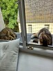 Siatka na balkon dla kota/na gołębie3x2m Zestaw do wiercenia - 4