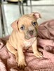 American Bully ABKC Szczeniaki - 7