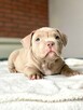 American Bully ABKC Szczeniaki - 10