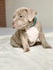 American Bully ABKC Szczeniaki - 2