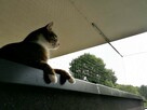 Siatka 3mx4m na balkon, okno dla kota/na ptaki - 4